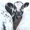 Visit native cows at the Arctic Circle!